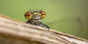 Beitragsbild des Blogbeitrags Die Frühe Adonislibelle