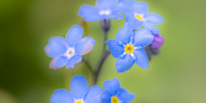 Beitragsbild des Blogbeitrags Mai-Blüten