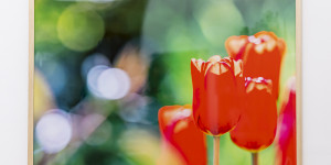 Beitragsbild des Blogbeitrags Photowall – wo dieses Bild gedruckt wurde