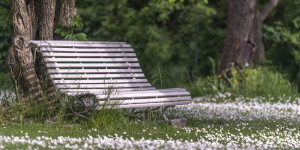 Beitragsbild des Blogbeitrags Gänseblümchen-Teppich