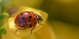 Beitragsbild des Blogbeitrags Insekten im Mai