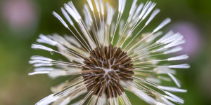 Beitragsbild des Blogbeitrags Meine Wiese Ende Mai