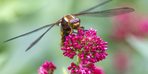 Beitragsbild des Blogbeitrags Die Plattbauchlibelle