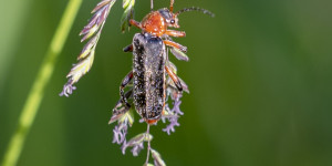Beitragsbild des Blogbeitrags Die Juni-Wiese