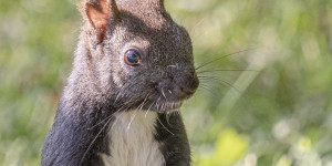 Beitragsbild des Blogbeitrags Eichkatzerl zu Besuch