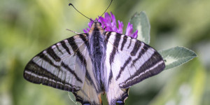 Beitragsbild des Blogbeitrags Insekten im Juni 21 