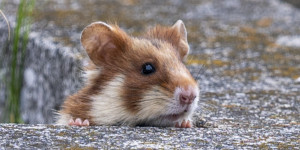 Beitragsbild des Blogbeitrags Die Hamster von Wien 