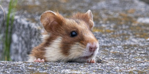 Beitragsbild des Blogbeitrags Die Hamster von Wien