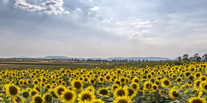 Beitragsbild des Blogbeitrags Sonnenblumenfeld mit Sonnenuntergang 