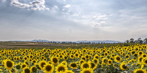 Beitragsbild des Blogbeitrags Sonnenblumenfeld mit Sonnenuntergang