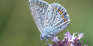 Beitragsbild des Blogbeitrags Schmetterlinge – es gibt sie noch! 