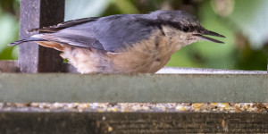 Beitragsbild des Blogbeitrags Die Vögel dieses Sommers
