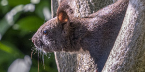 Beitragsbild des Blogbeitrags Eichhörnchen