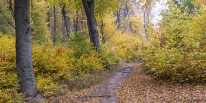 Beitragsbild des Blogbeitrags Herbstlicher Wald mit ICM-Technik