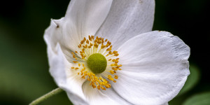 Beitragsbild des Blogbeitrags Macros im Herbst