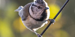 Beitragsbild des Blogbeitrags Wintervögel 2021