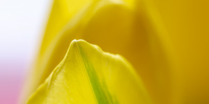 Beitragsbild des Blogbeitrags Erste Tulpen