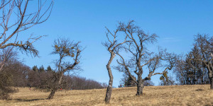 Beitragsbild des Blogbeitrags Steinhofgründe