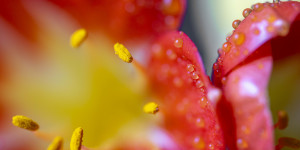 Beitragsbild des Blogbeitrags Clivia-eine Farbexplosion!