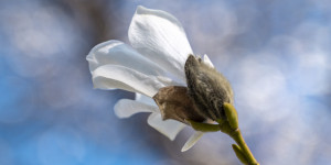 Beitragsbild des Blogbeitrags Erste Blüten im Botanischen Garten 