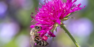 Beitragsbild des Blogbeitrags Es lebe der Garten mit all seiner Farbenpracht! 