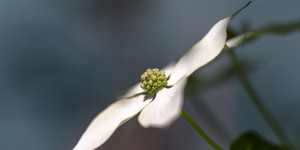 Beitragsbild des Blogbeitrags Sommeranfang am Heuberg