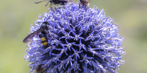 Beitragsbild des Blogbeitrags Kugeldistel und ihre Gäste …
