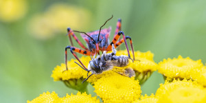 Beitragsbild des Blogbeitrags Insekten-Parade 