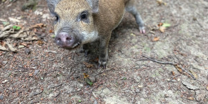 Beitragsbild des Blogbeitrags Ein einsames Ferkel
