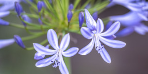 Beitragsbild des Blogbeitrags Agapanthus – Schmucklilie 