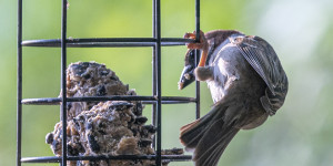 Beitragsbild des Blogbeitrags Spatzen – Feldsperlinge