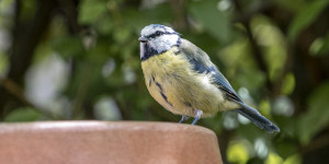 Beitragsbild des Blogbeitrags Blaumeise