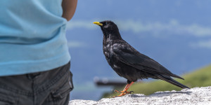 Beitragsbild des Blogbeitrags Dohlen über Innsbruck 