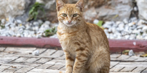 Beitragsbild des Blogbeitrags Noch eine Wanderung auf Kreta