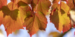 Beitragsbild des Blogbeitrags Herbst Macros 