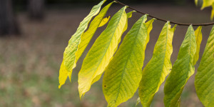 Beitragsbild des Blogbeitrags Botanischer Garten Wien 