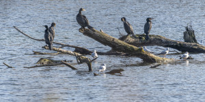 Beitragsbild des Blogbeitrags Vögel im Wasserpark 