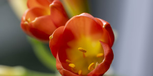 Beitragsbild des Blogbeitrags Clivia – eine Blumenstudie 