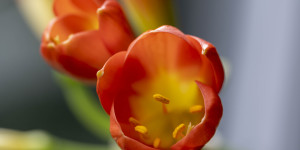 Beitragsbild des Blogbeitrags Clivia – eine Blumenstudie