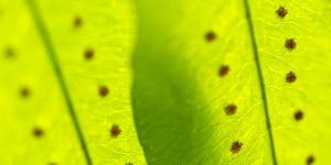 Beitragsbild des Blogbeitrags Palmenhaus