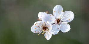 Beitragsbild des Blogbeitrags Botanischer Garten 