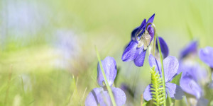 Beitragsbild des Blogbeitrags Erste Macros aus dem Garten!