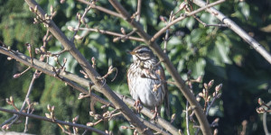 Beitragsbild des Blogbeitrags Kohlmeisen im Frühling