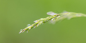 Beitragsbild des Blogbeitrags Nach dem großen Regen …