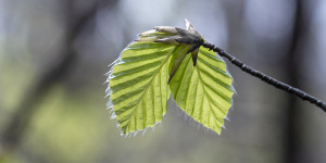 Beitragsbild des Blogbeitrags Der Wald im Frühling