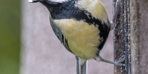 Beitragsbild des Blogbeitrags Specht und andere Vögel