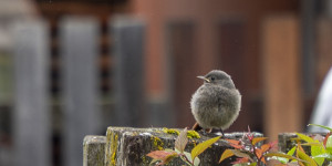 Beitragsbild des Blogbeitrags Tierische Begegnungen