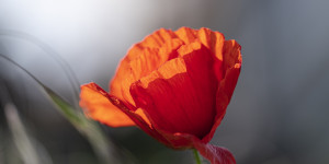 Beitragsbild des Blogbeitrags Klatschmohn