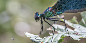 Beitragsbild des Blogbeitrags Libellen Parade