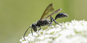 Beitragsbild des Blogbeitrags Wilde Möhre (Karotte)